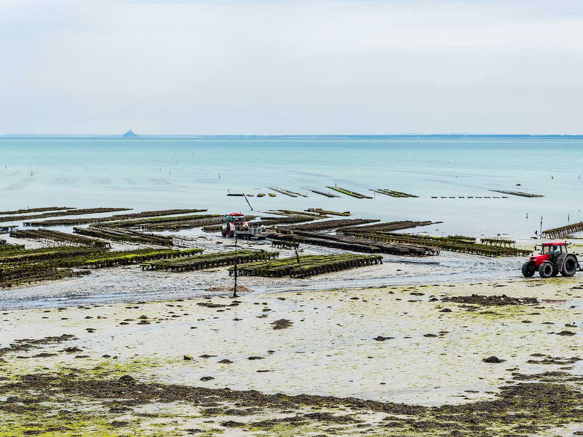 Vue du Mont-Saint-Michel à Cancale